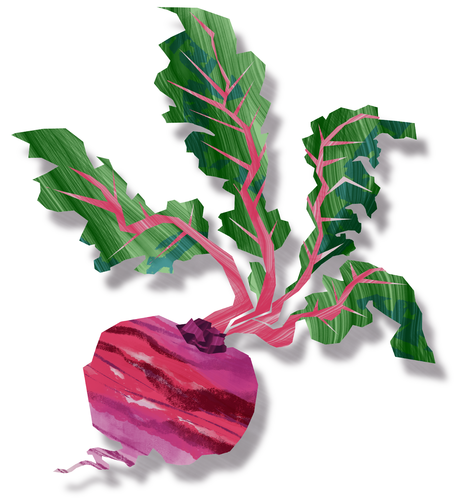beet-illust